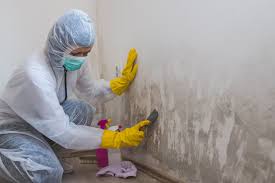 Best Black Mold Removal  in Baldwin City, KS